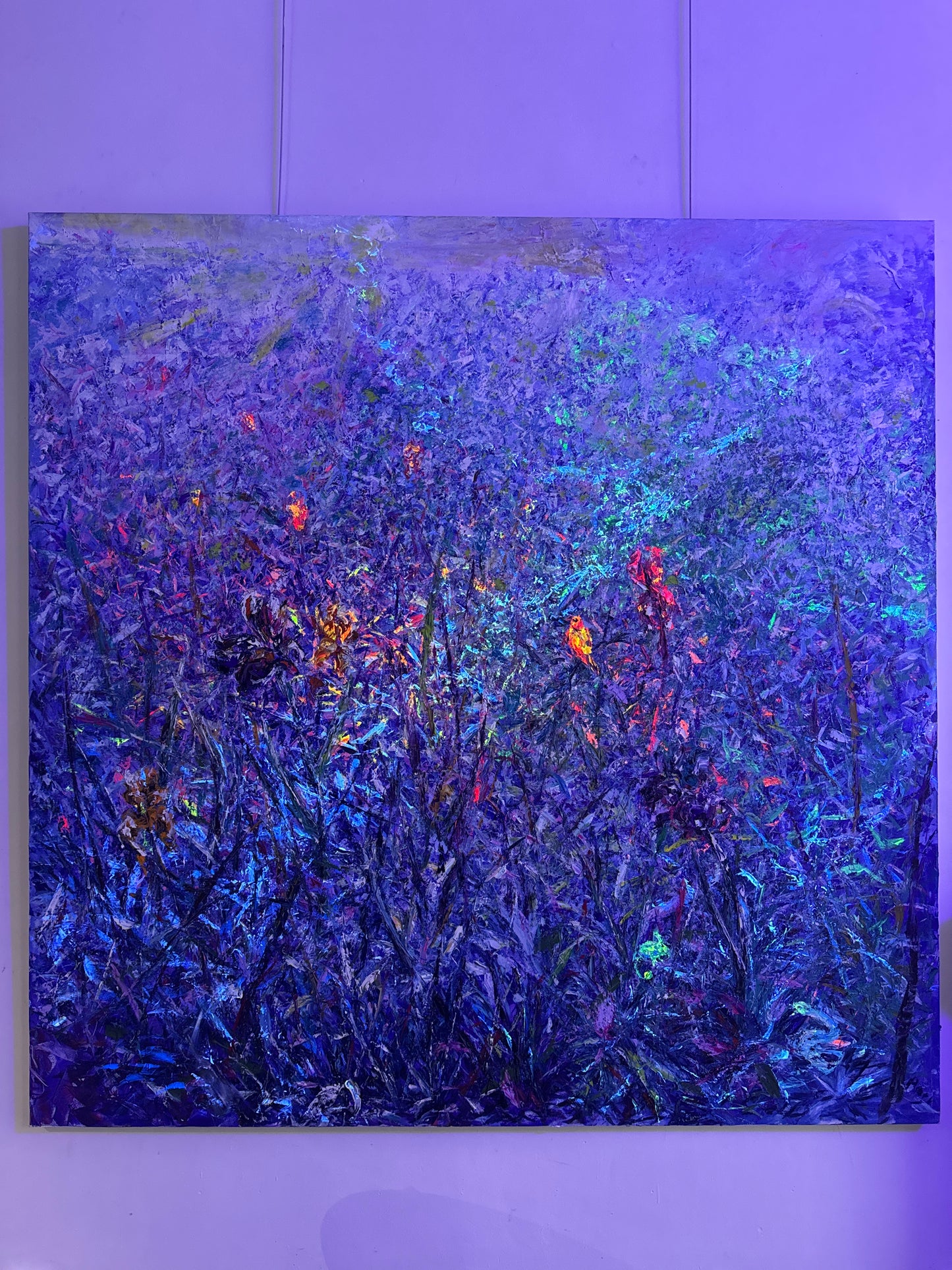 Clairière aux Iris