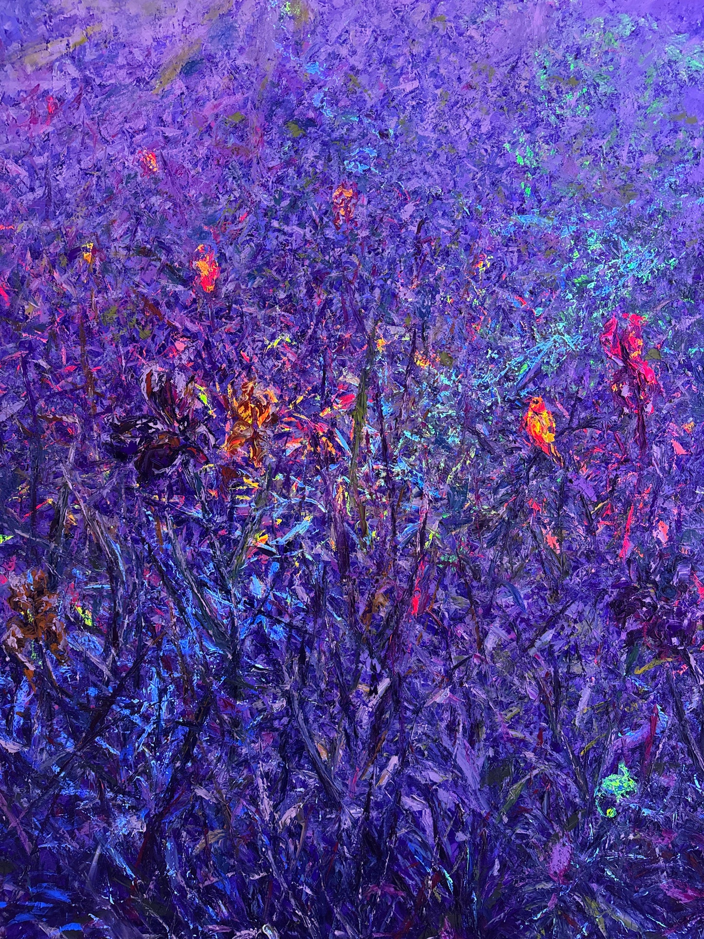 Clairière aux Iris